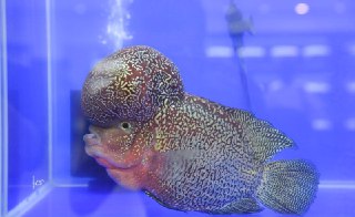 [photo](media:AgADBQADeakxG9rOUVfUSvE6zHTdRXqx-TIABAEAAwIAA20AA1FYAgABFgQ@telegram)