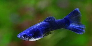 [photo](media:AgADBQADi6kxGwR7-FZtJrxibU6m3m-IAjMABAEAAwIAA20AA8T5AAIWBA@telegram)