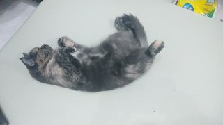 [photo](media:AgADBQADlakxG3zgiFVhahzu2qS0ynK0-TIABAEAAwIAA20AAzgcBQABFgQ@telegram)