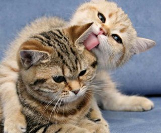 [photo](media:AgADBQADpqkxG1scgVYElJpWIwnLjtSq-TIABAEAAwIAA20AAzxkAQABFgQ@telegram)