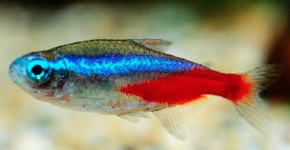 [photo](media:AgADBQADsKgxG0KrmVZodRD44-cxOmKC-TIABAEAAwIAA20AA2ohAgABFgQ@telegram)