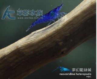 [photo](media:AgADBQADuagxG_ABAAFWb_h_YYDa26EVt_kyAAQBAAMCAANtAAMu4gACFgQ@telegram)