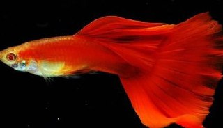 [photo](media:AgADBQADuakxGxep-FYzokiKS6vBGRmPAjMABAEAAwIAA20AA9z7AAIWBA@telegram)