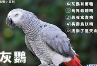 [photo](media:AgADBQADy6gxG3BNAAFWwYn-ROklgFgEsPkyAAQBAAMCAANtAAN14gACFgQ@telegram)