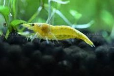 [photo](media:AgADBQADy6gxGzoxkVao8thC04sgGdODAjMABAEAAwIAA20AA9B8AAIWBA@telegram)